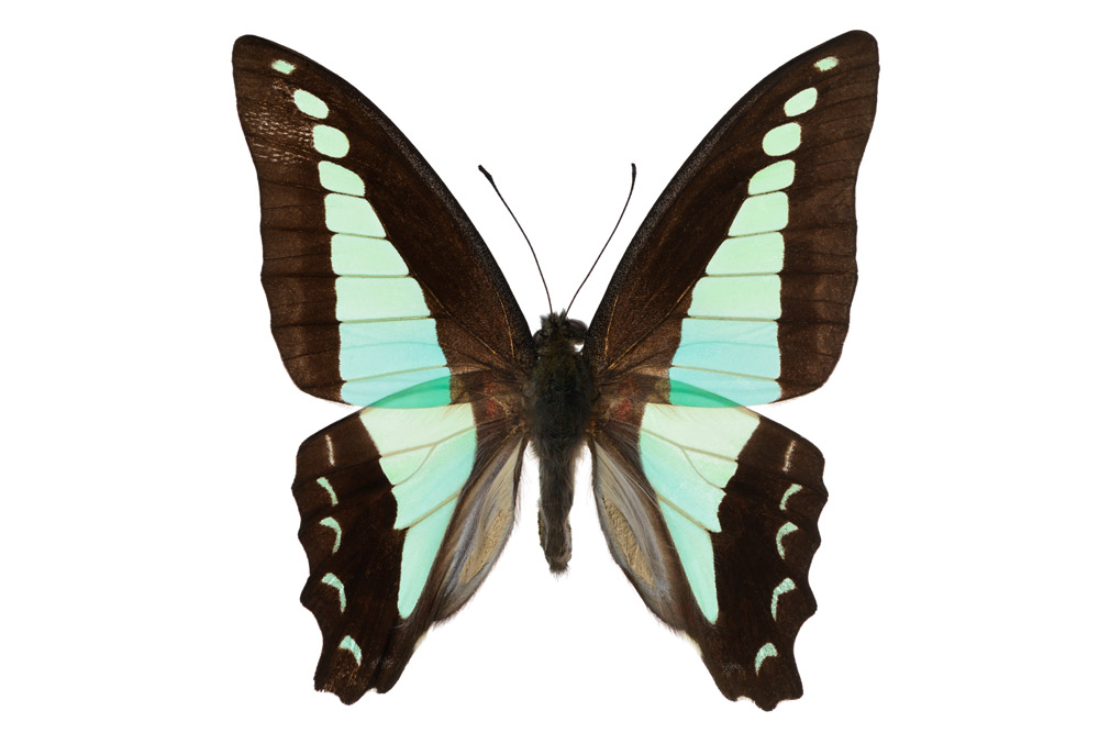 Familie der Kolibrifalter,   58 mm Flügelspannweite, Java